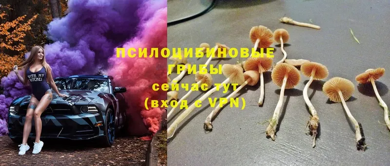 Галлюциногенные грибы Cubensis  где найти   Полевской 